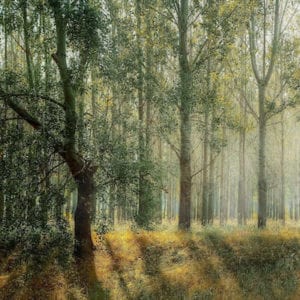 green-1072828_1920-1-1